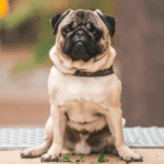 Why Do Pugs Spin in Circles