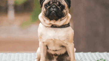 Why Do Pugs Spin in Circles