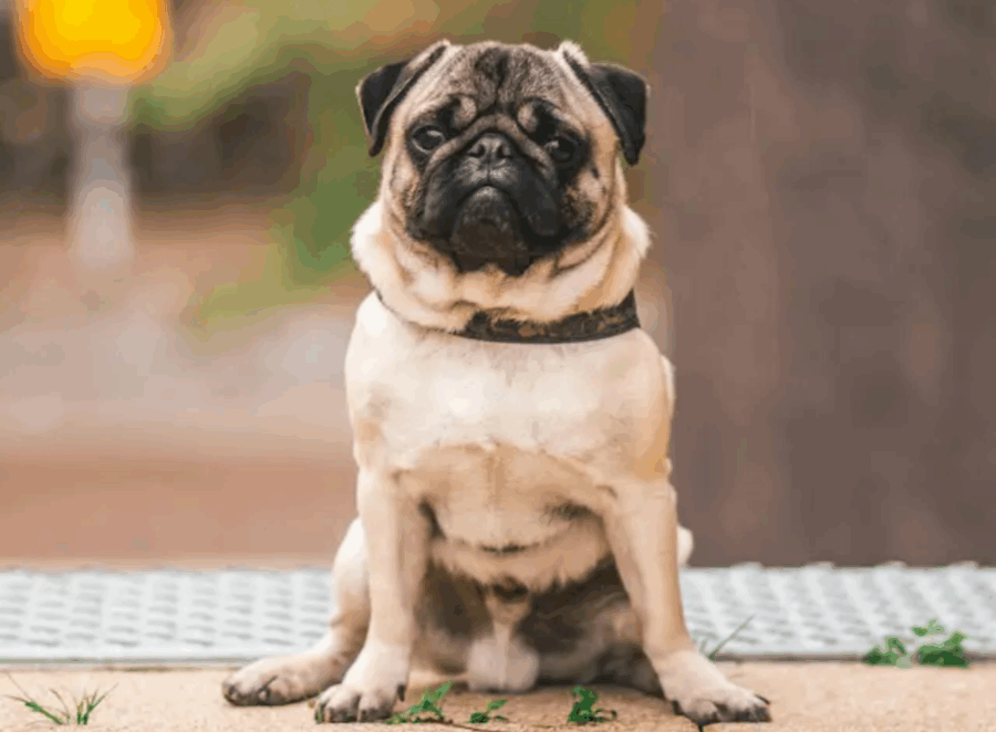 Do Pugs Understand Commands