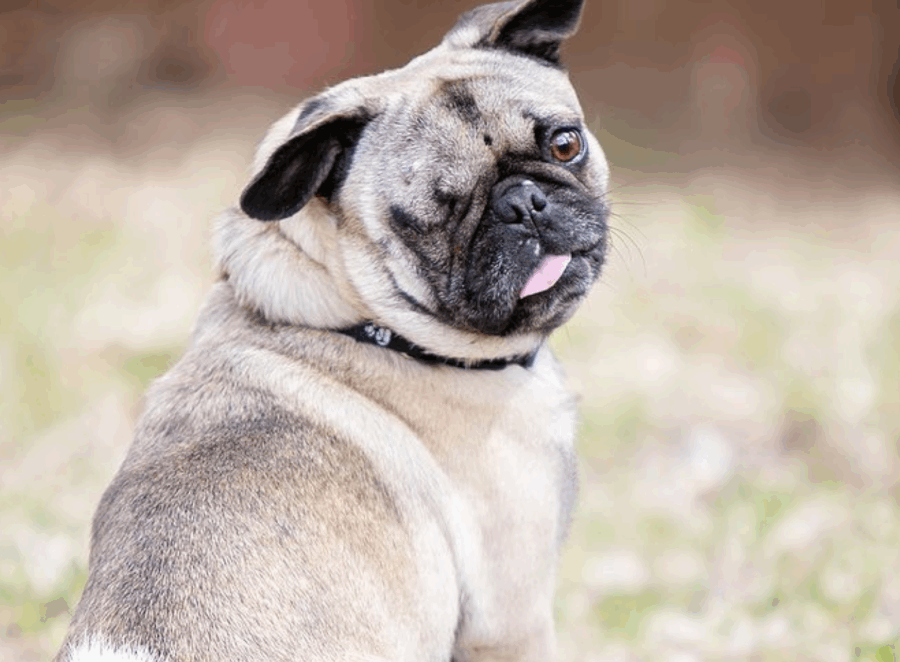 When Is a Pug Considered a Senior