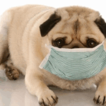 Can Pugs Get COVID or Other Human Illnesses