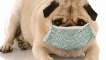 Can Pugs Get COVID or Other Human Illnesses