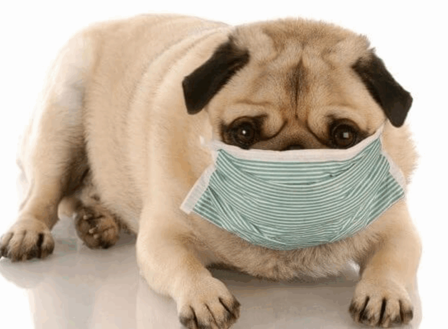 Can Pugs Get COVID or Other Human Illnesses