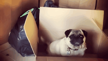 How to Travel Cross Country With a Pug