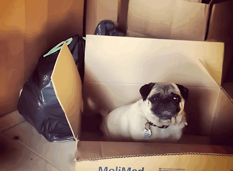 How to Travel Cross Country With a Pug