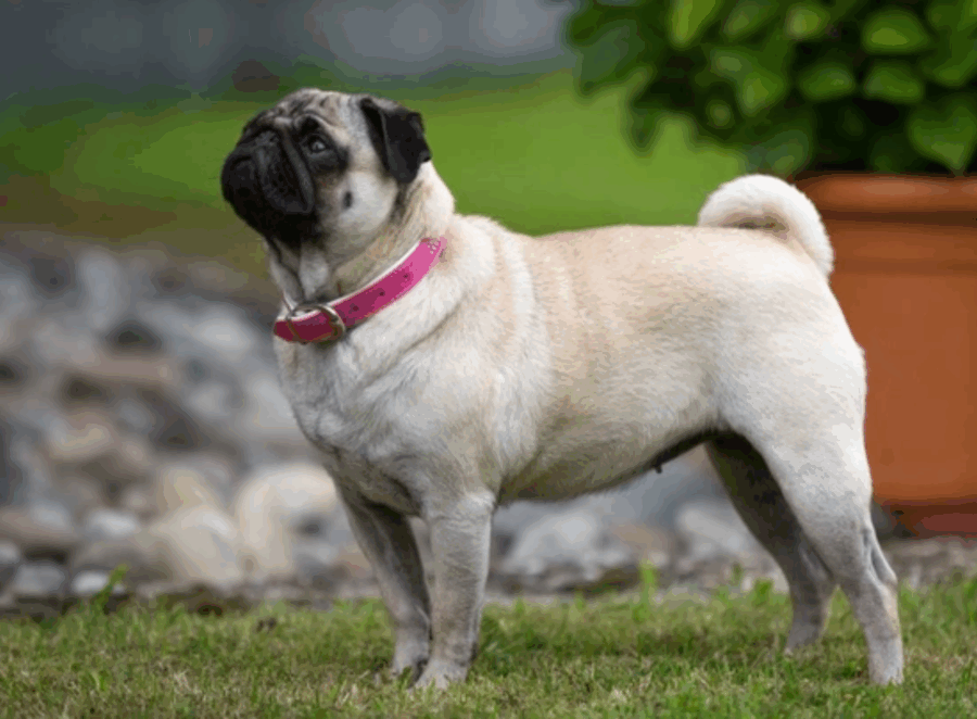 Do Pugs Understand Commands