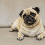 What to Expect From a Rescue Pug
