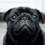 History of Pugs in Royal Courts