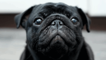 History of Pugs in Royal Courts