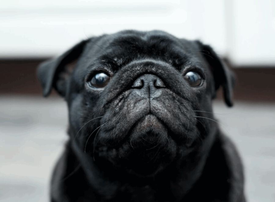 History of Pugs in Royal Courts