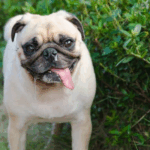 Can Pugs Live in Hot Climates