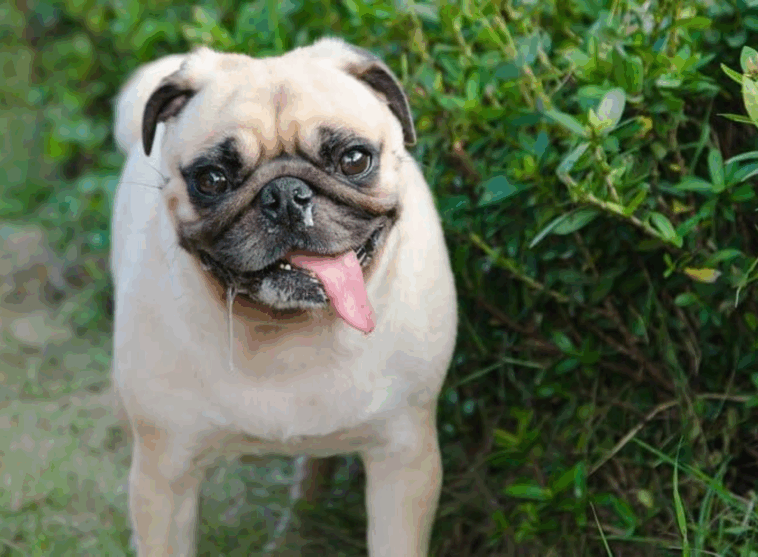 Can Pugs Live in Hot Climates