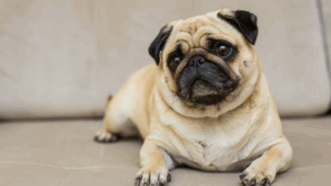 What to Expect From a Rescue Pug