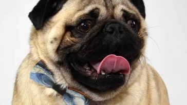 Top 10 Reasons Pugs Make Great Pets