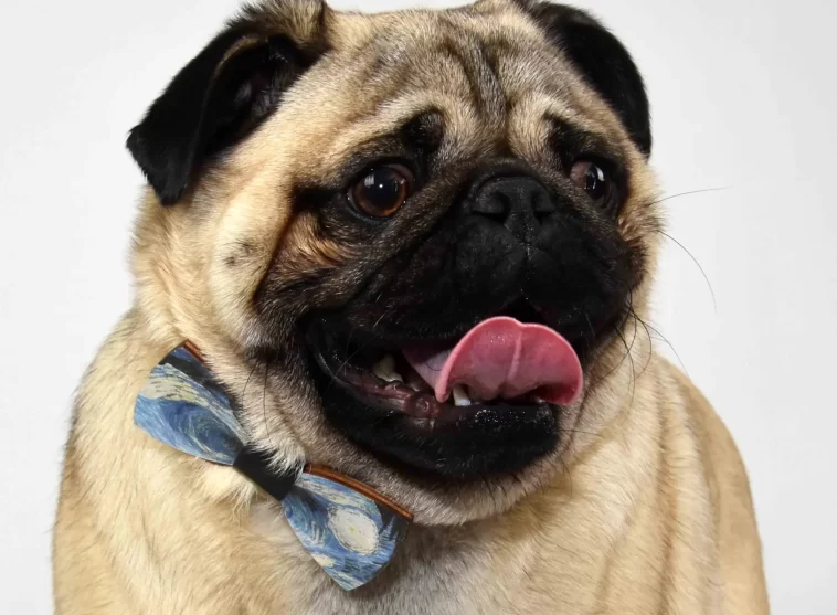 Top 10 Reasons Pugs Make Great Pets