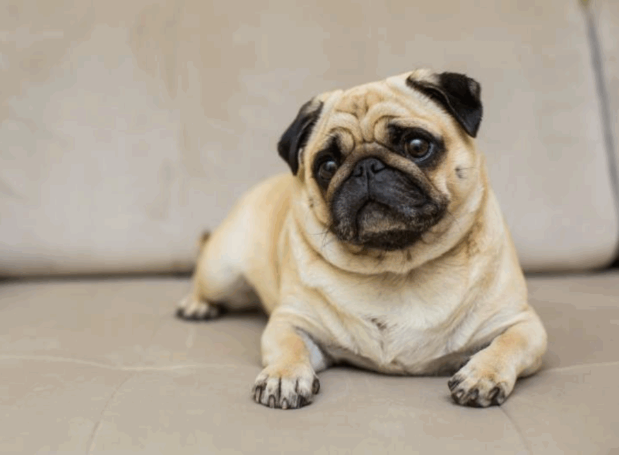 What to Expect From a Rescue Pug