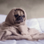 How to Handle Pug Separation Anxiety