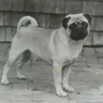 Ancient Breeding Practices of Pugs in China