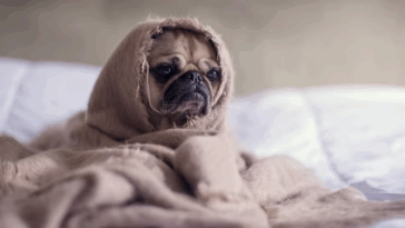 How to Handle Pug Separation Anxiety