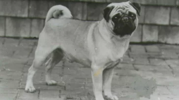 Ancient Breeding Practices of Pugs in China