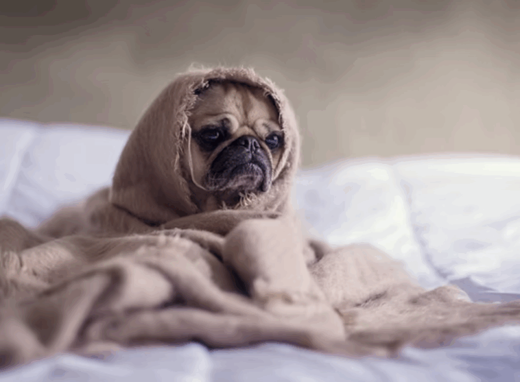 How to Handle Pug Separation Anxiety