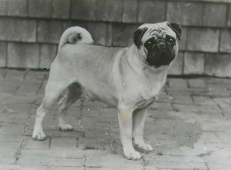 Ancient Breeding Practices of Pugs in China