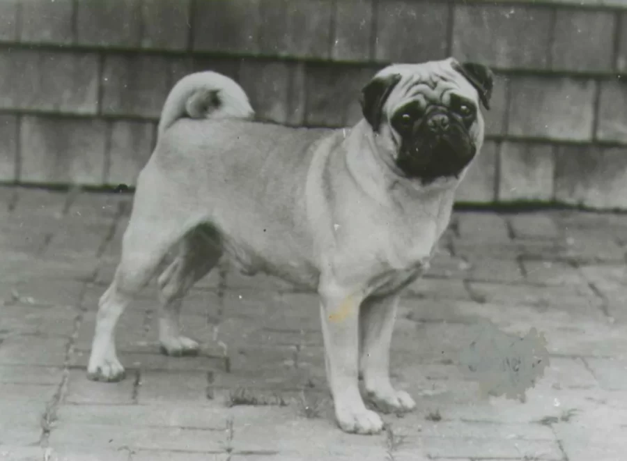 Ancient Breeding Practices of Pugs in China