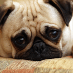 What You Need to Know About Pug Skin Folds