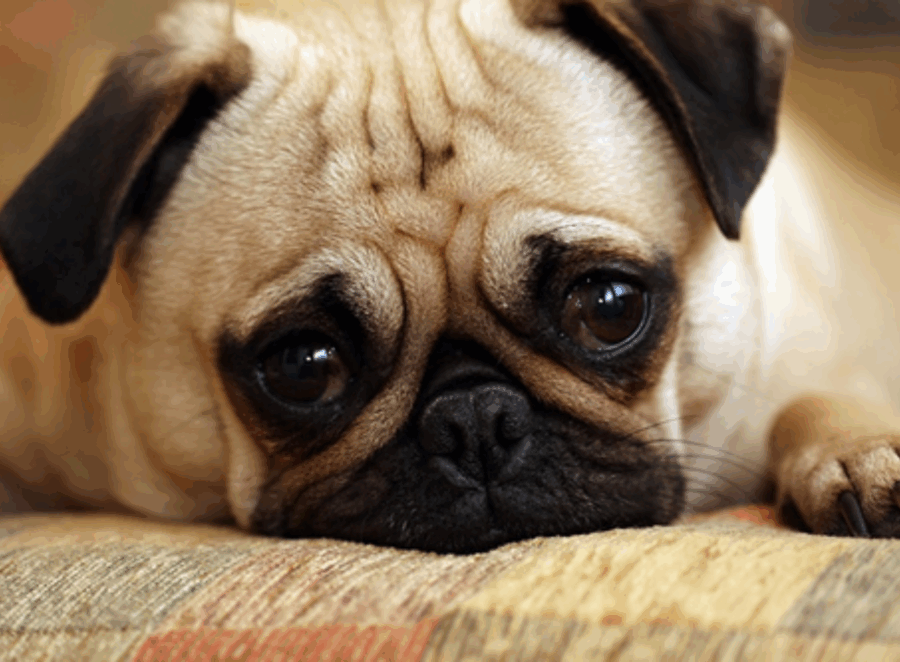 How Do Pugs Show Love