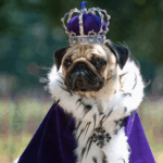 History of Pugs in Royal Courts