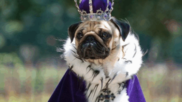 History of Pugs in Royal Courts