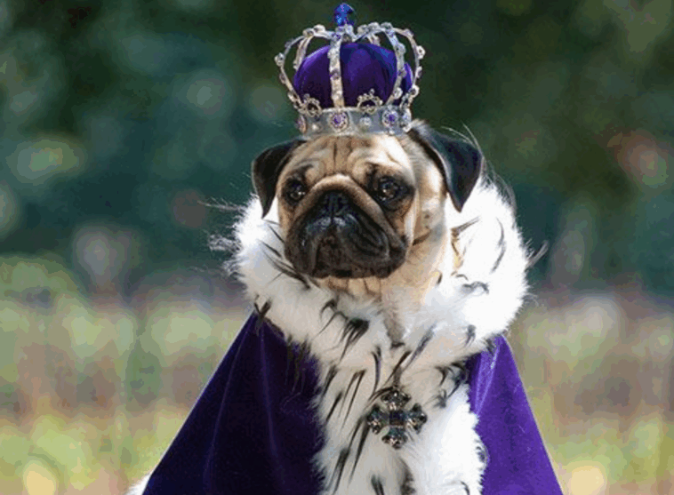 History of Pugs in Royal Courts