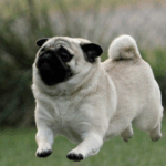 How Do Pugs Show Love