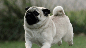 How Do Pugs Show Love
