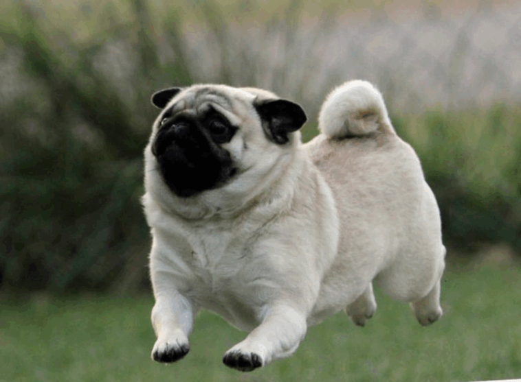 How Do Pugs Show Love