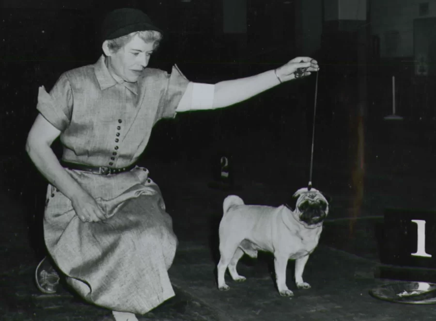 When Did Pugs First Arrive in America