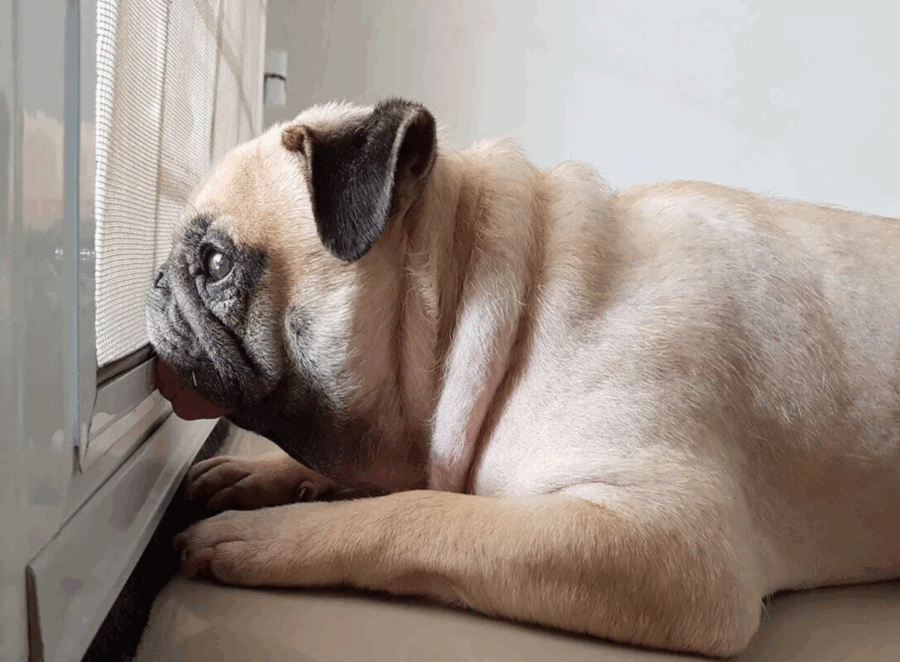 How to Handle Pug Separation Anxiety