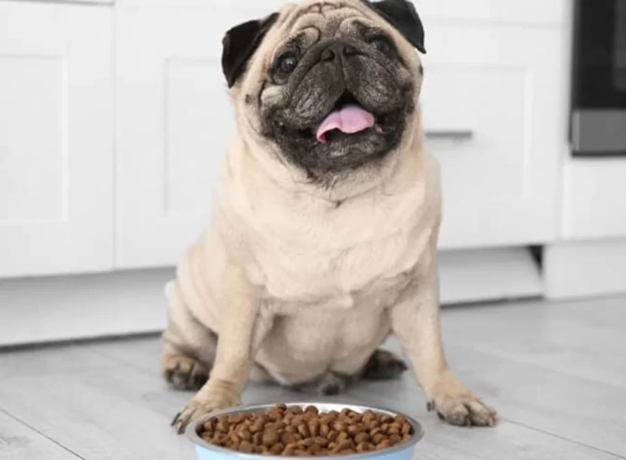 How to Handle a Picky Eater Pug