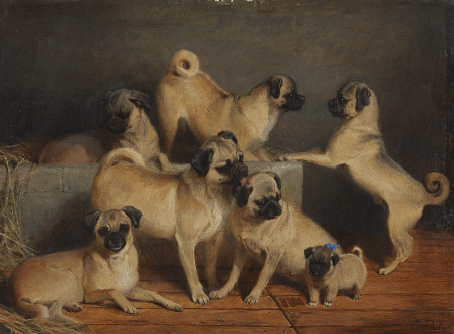 History of Pugs in Royal Courts