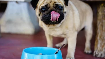 How to Handle a Picky Eater Pug