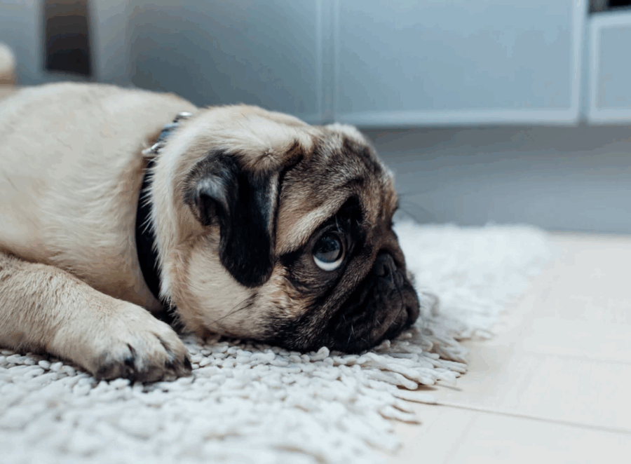 How to Handle Pug Separation Anxiety
