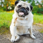 Famous Pugs In Pop Culture