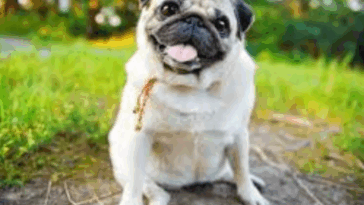 Famous Pugs In Pop Culture