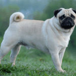 supplements for pug joints