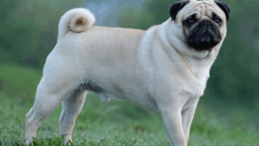 supplements for pug joints