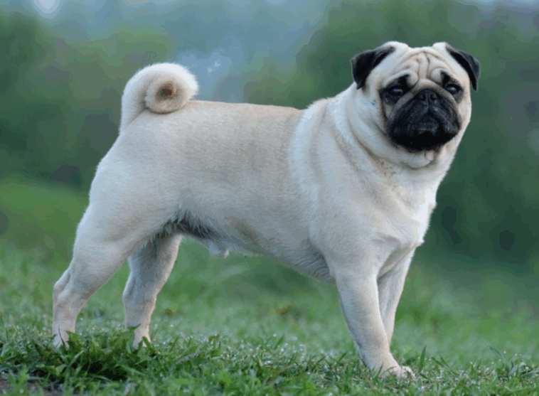 supplements for pug joints