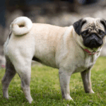 Understanding Pug Body Language
