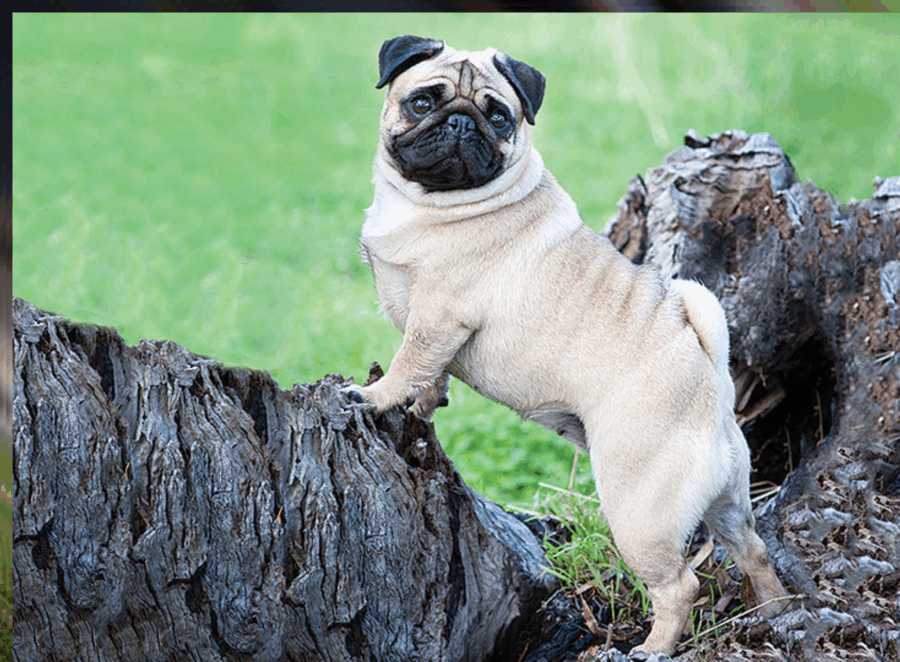 Understanding Pug Body Language