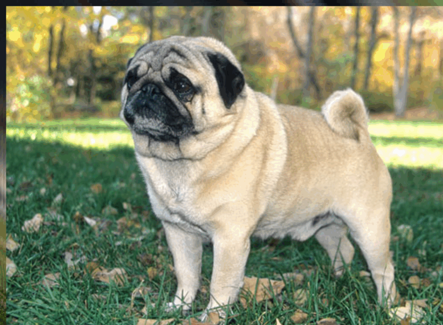 Understanding Pug Body Language