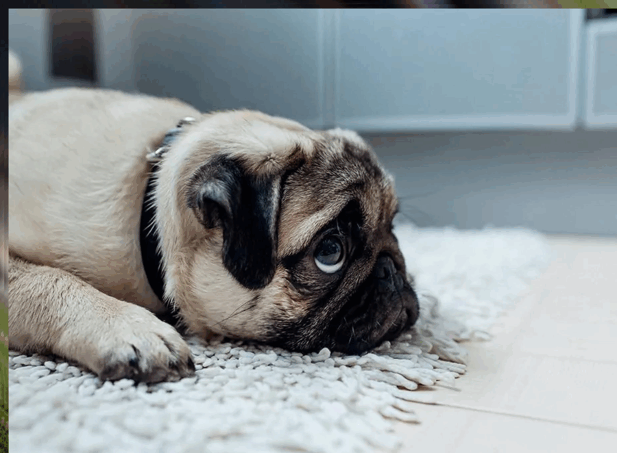 Pug Separation Anxiety Solutions